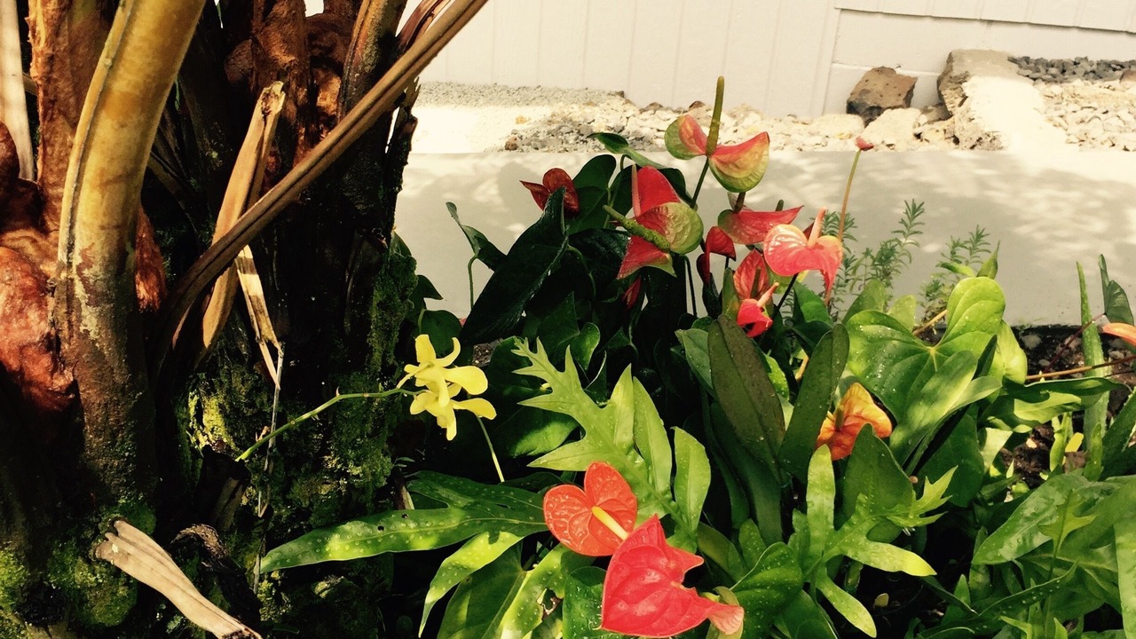 Photo of Outdoor in Keaukaha
