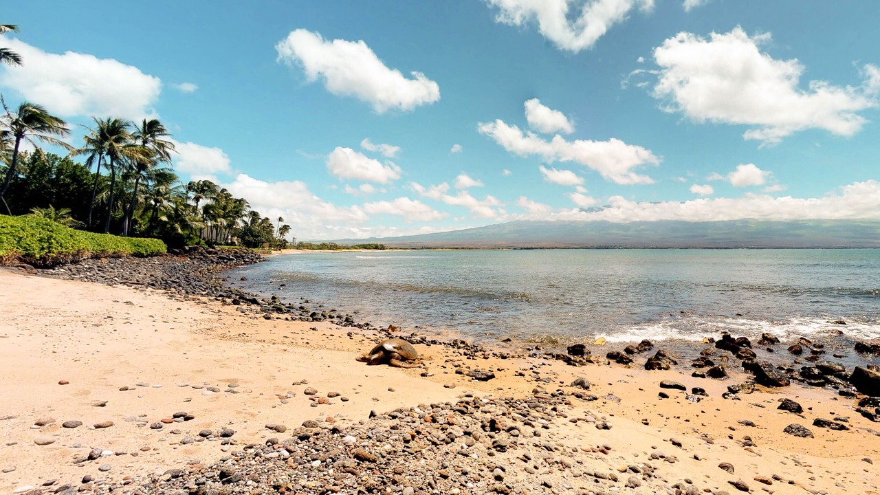 Photo of Others in Maalaea