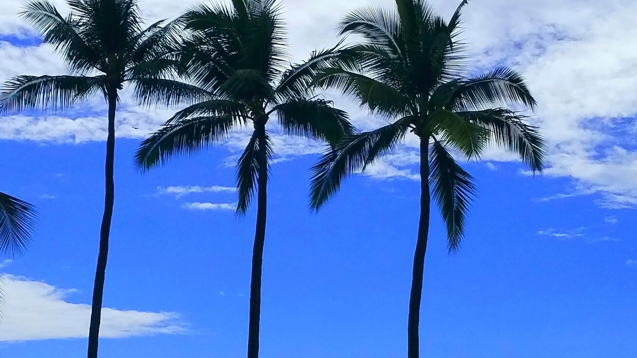 Photo of Others in Kahaluu Bay