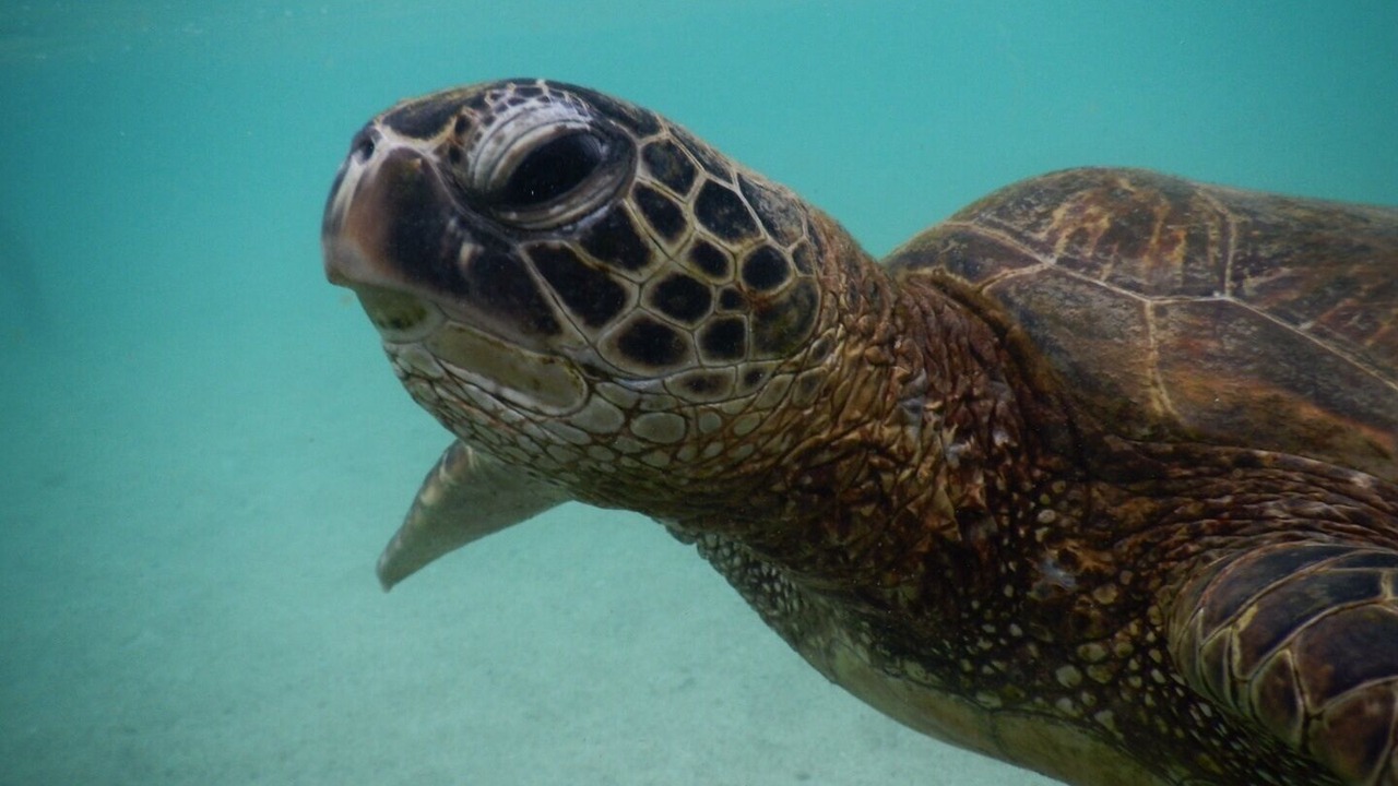 Photo of Others in Ko Olina