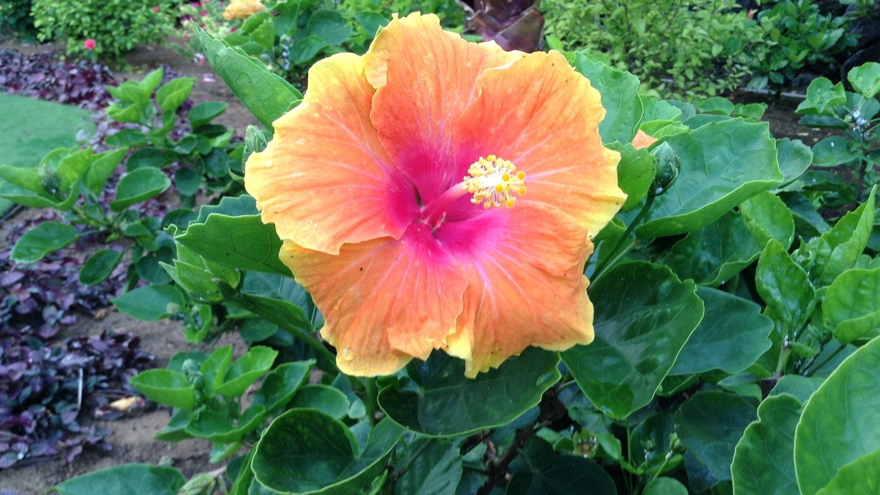 Photo of Outdoor in Wailua