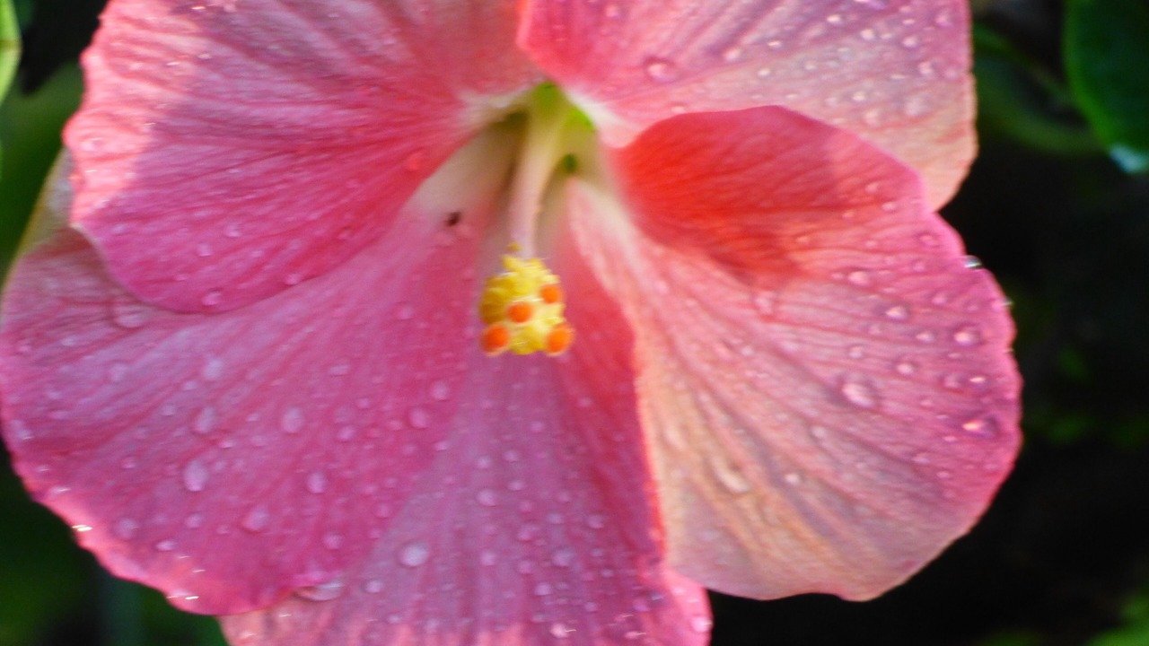 Photo of Others in Wailua