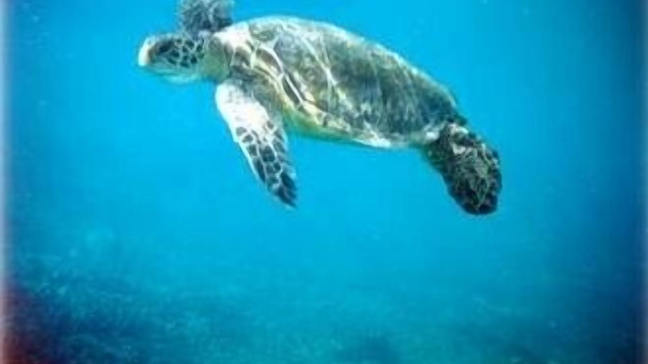 Photo of Others in Poipu
