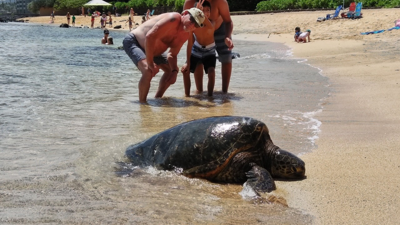 Photo of Others in Poipu