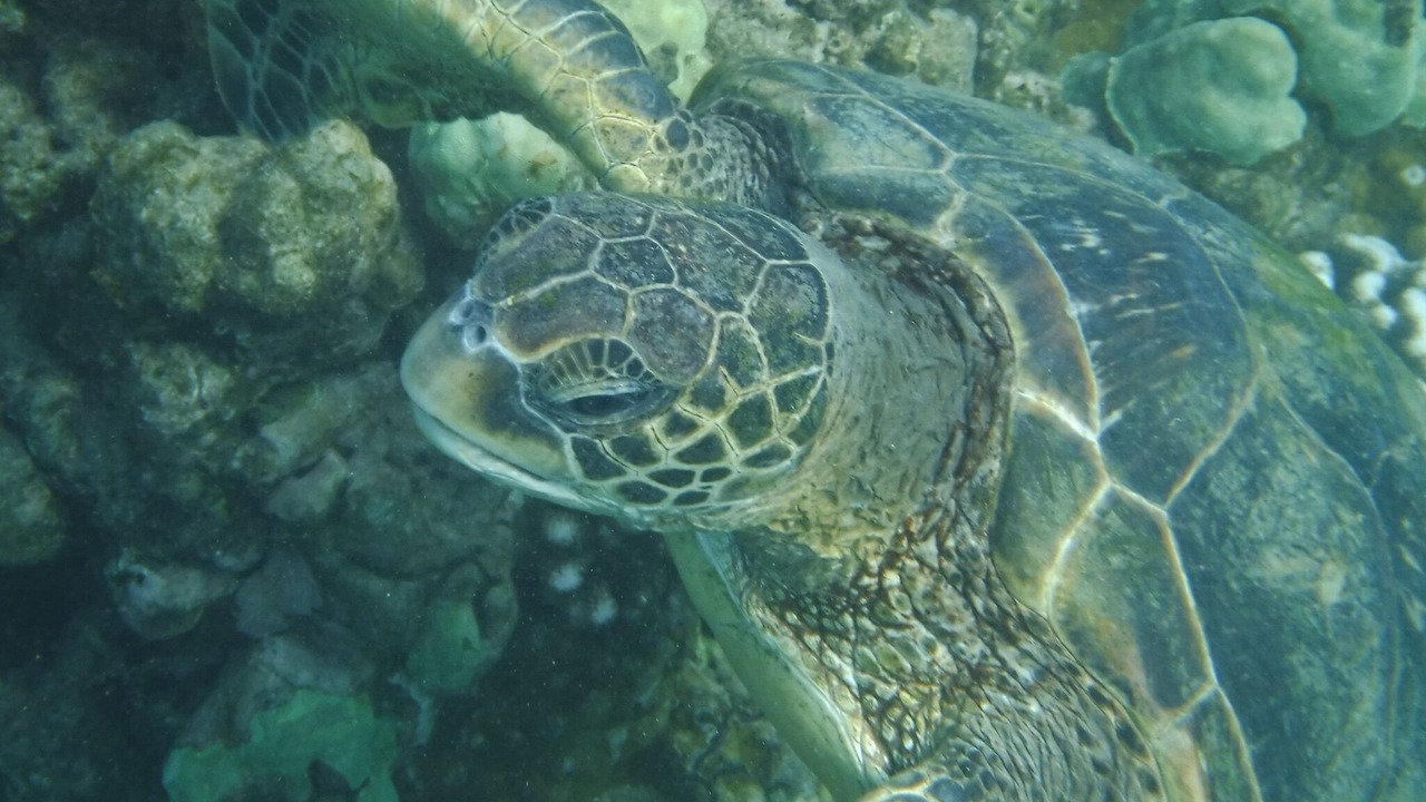Photo of Others in Honokowai