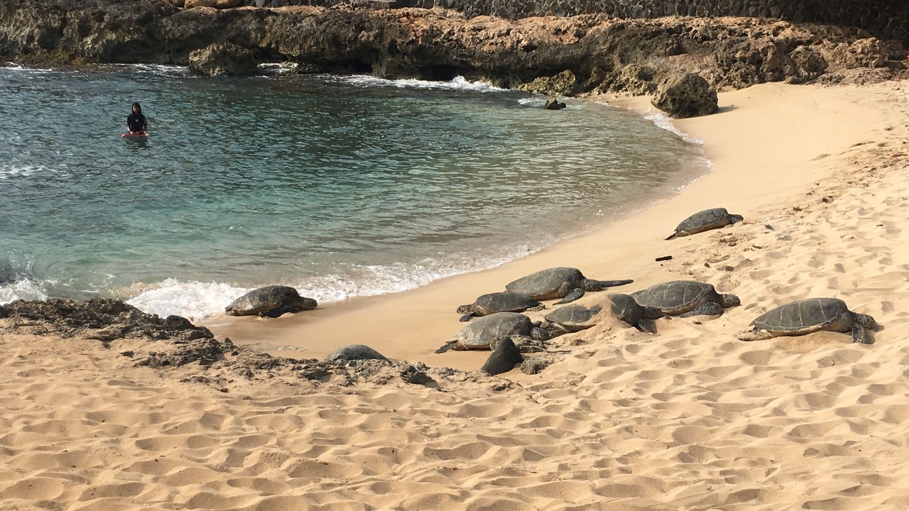 Photo of Others in Makaha