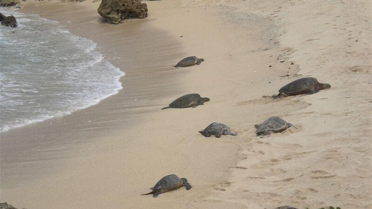 Photo of Others in Makaha