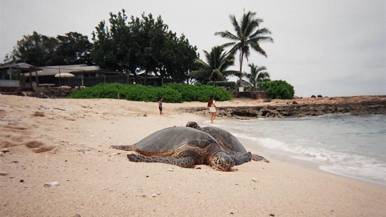 Photo of Others in Makaha