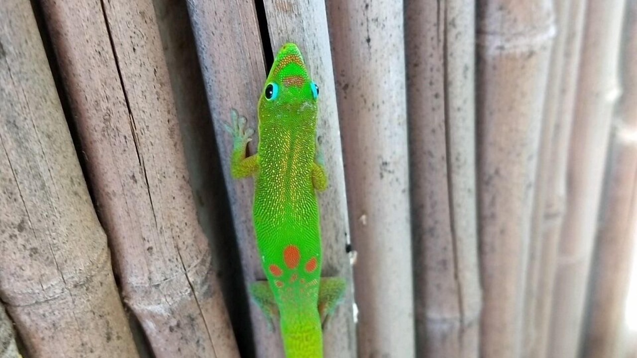 Photo of Others in Makaha