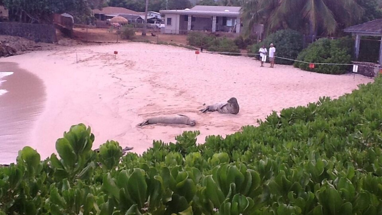Photo of Others in Makaha
