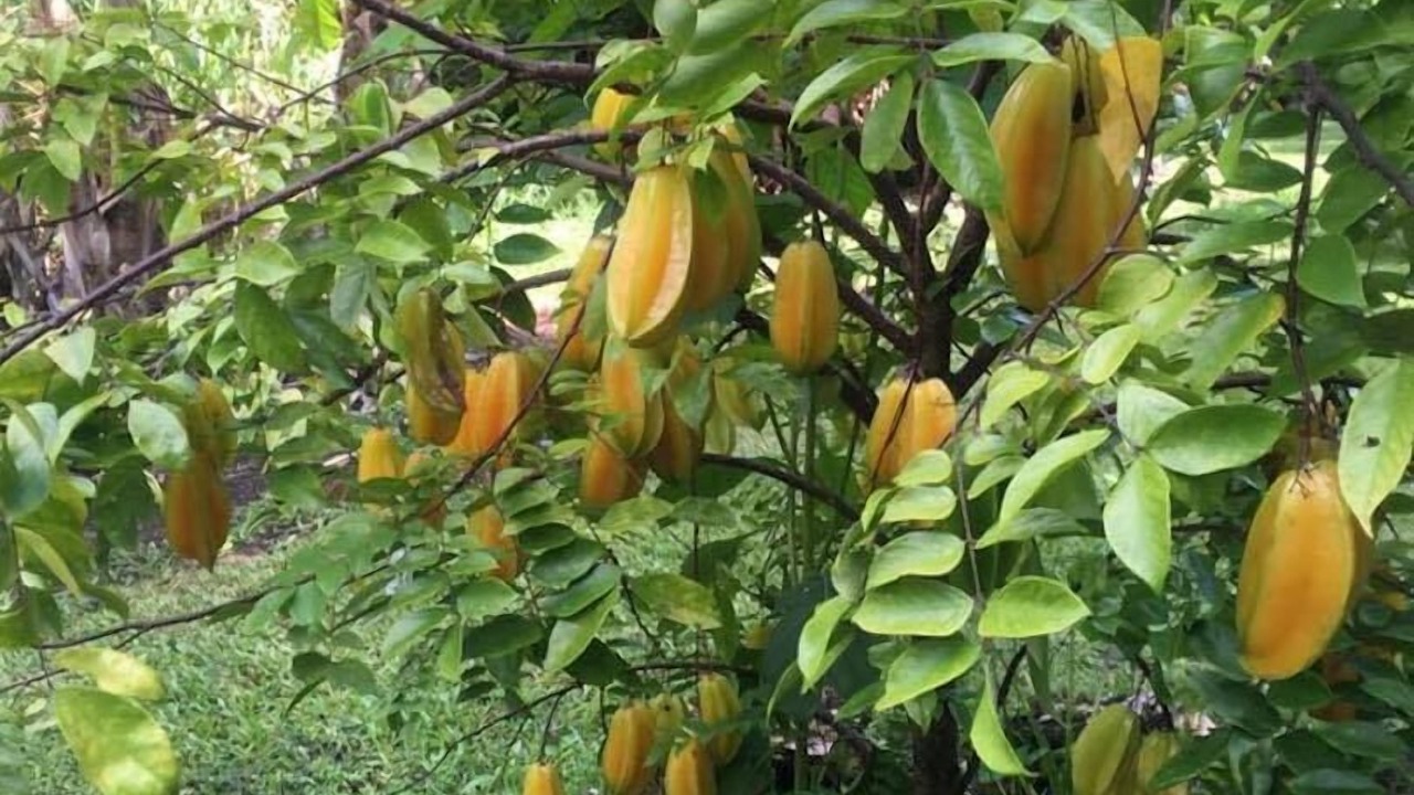 Photo of Outdoor in Leilani Estates