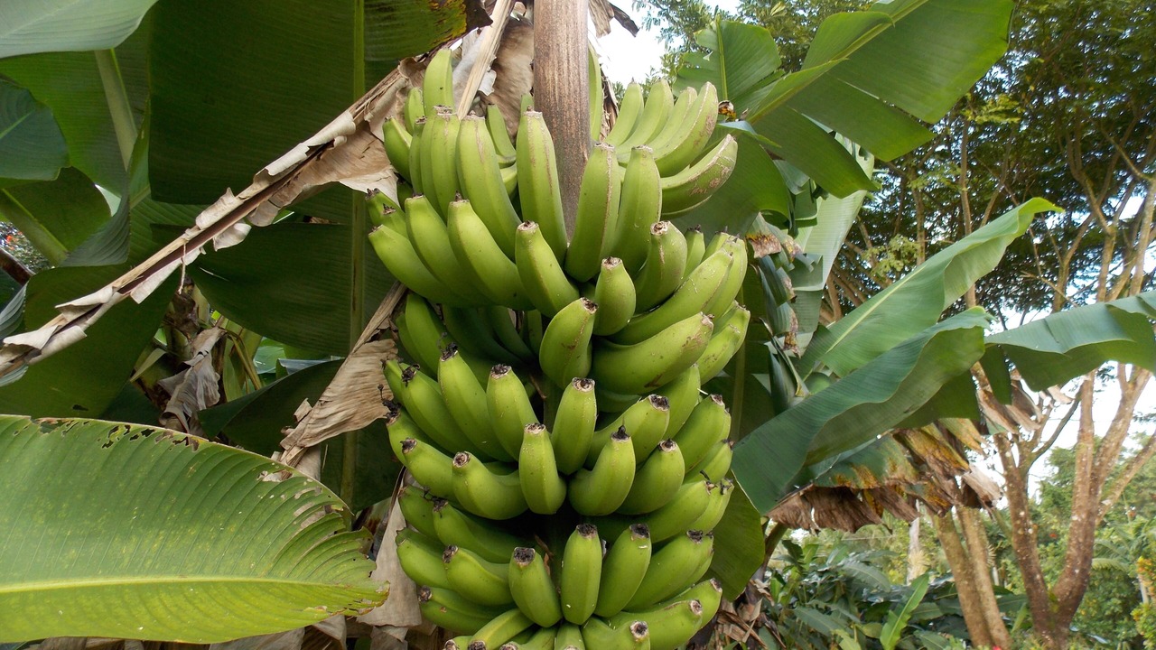 Photo of Others in Leilani Estates