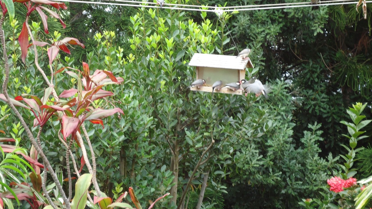 Photo of Outdoor in Kona Palisades
