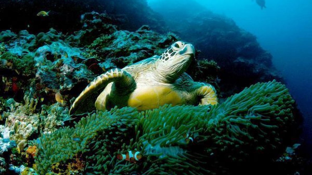 Photo of Others in Napili
