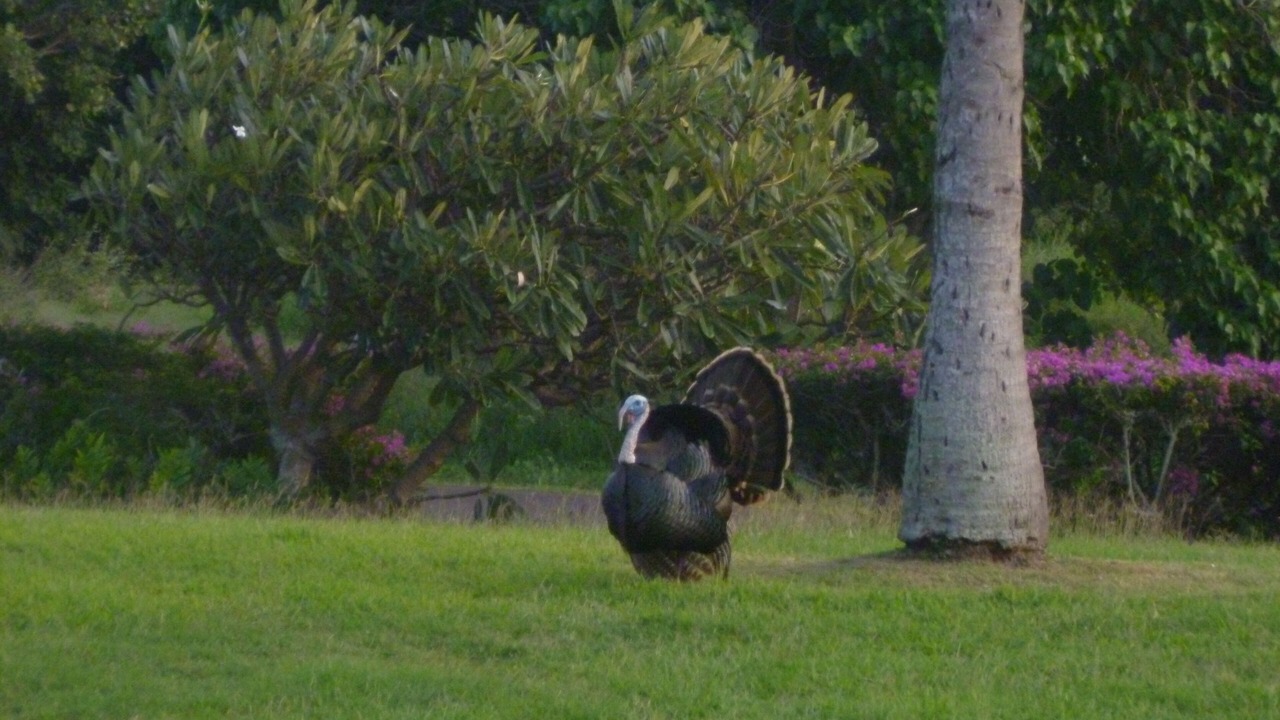 Photo of Outdoor in Maunaloa