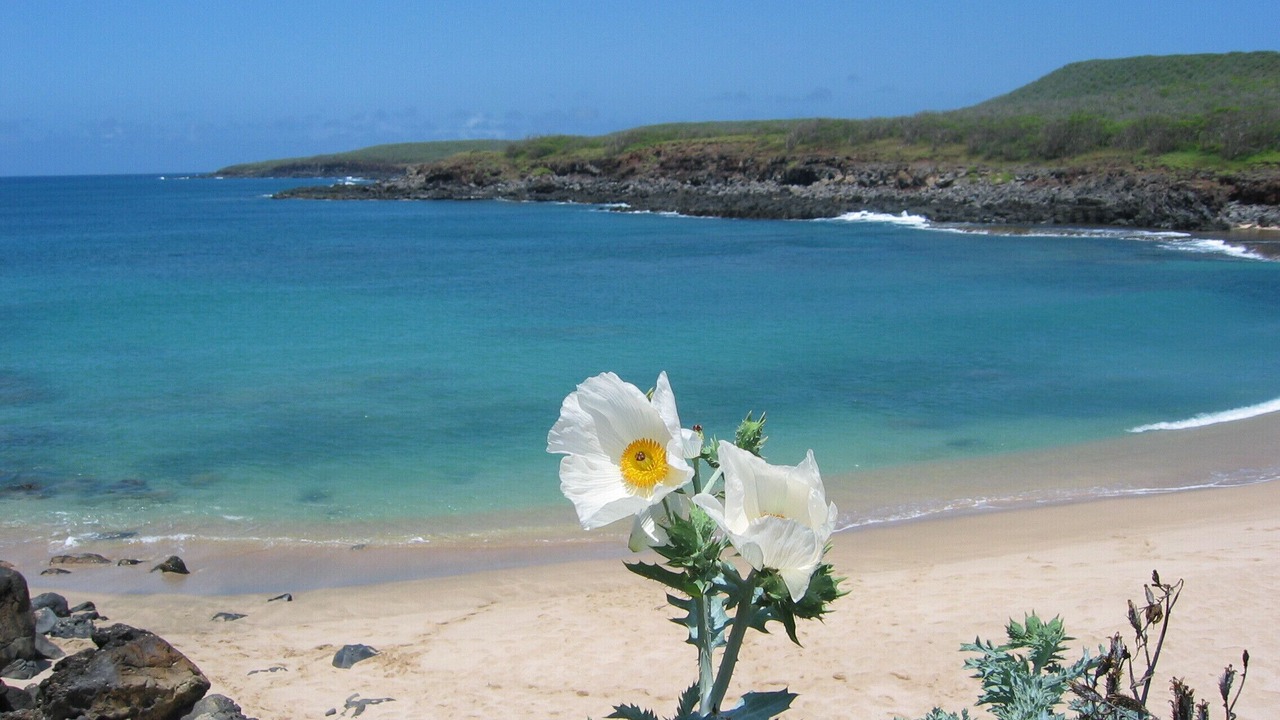 Photo of Others in Maunaloa