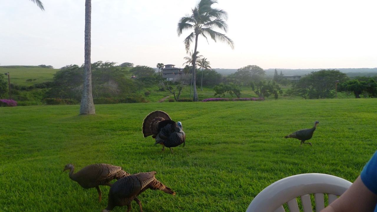 Photo of Outdoor in Maunaloa