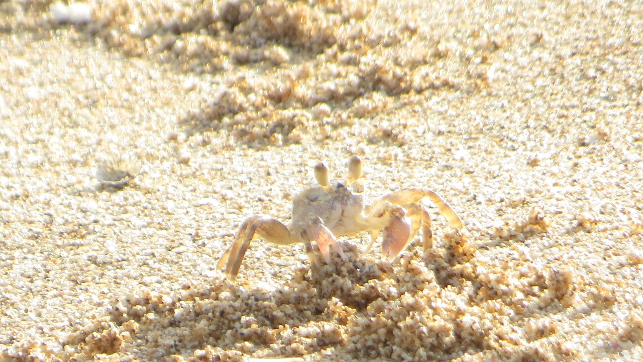 Photo of Others in Maunaloa
