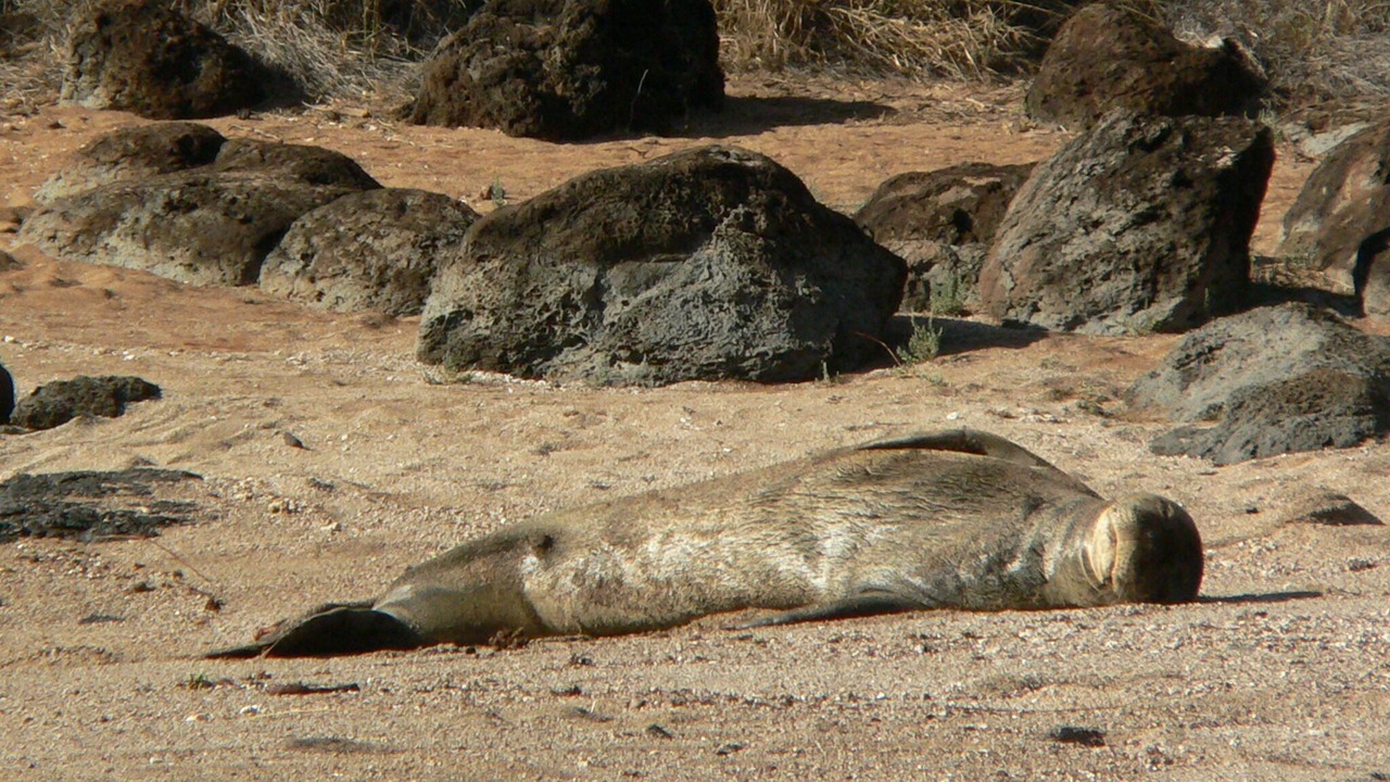 Photo of Others in Maunaloa