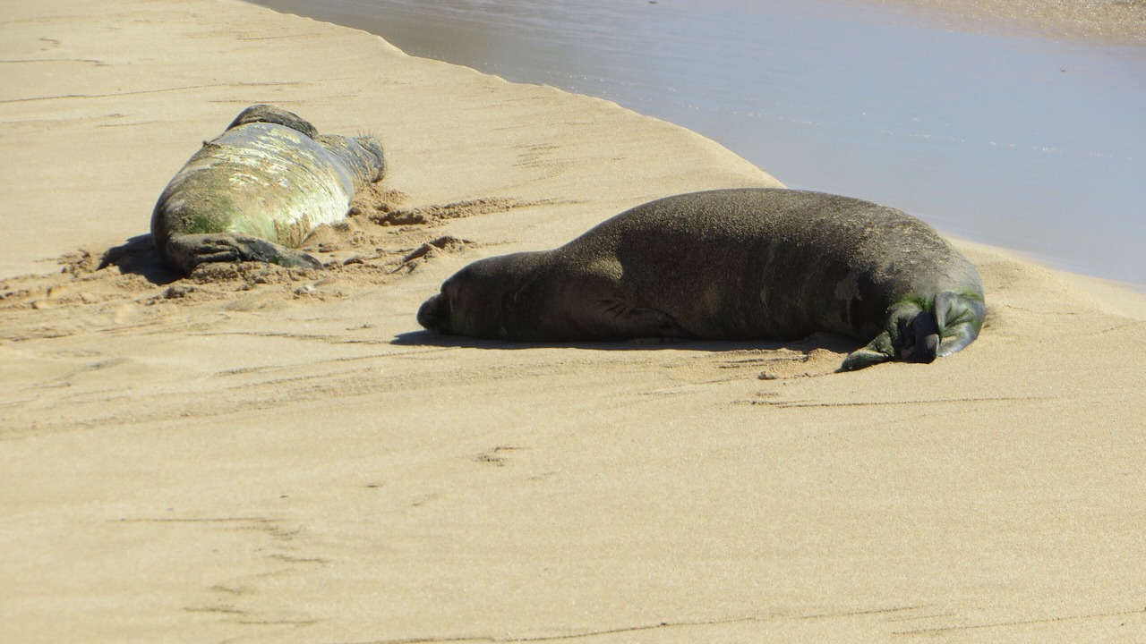 Photo of Others in Maunaloa