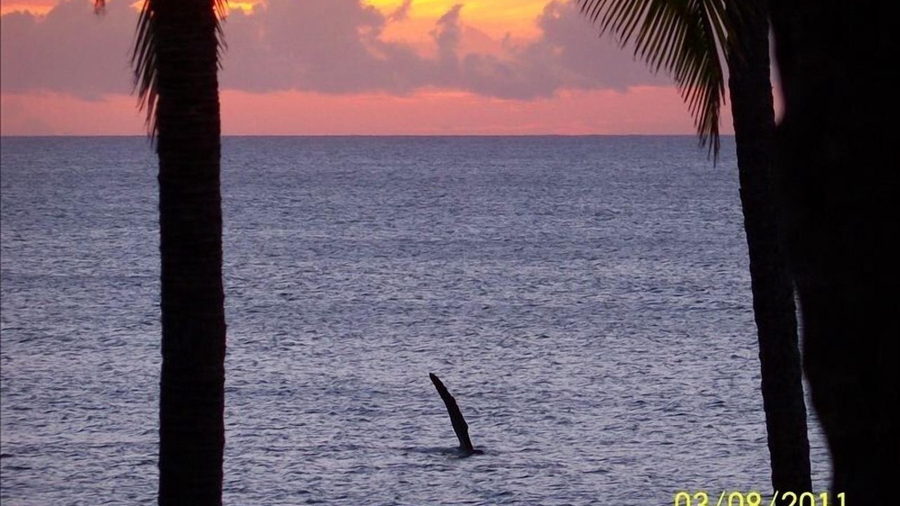Photo of Others in Maunaloa