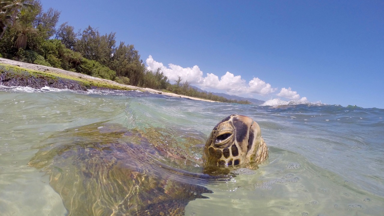 Photo of Others in Laie