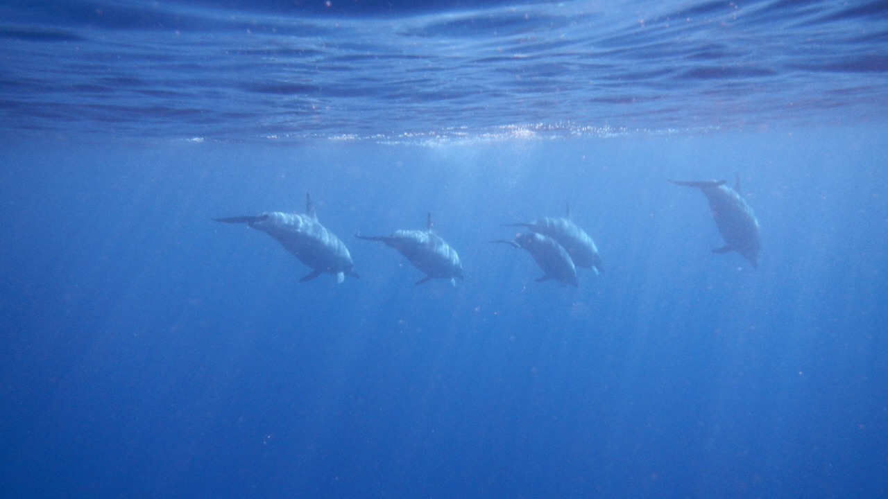 Photo of Others in Honaunau-Napoopoo
