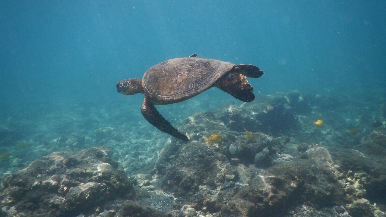 Photo of Others in Honaunau-Napoopoo