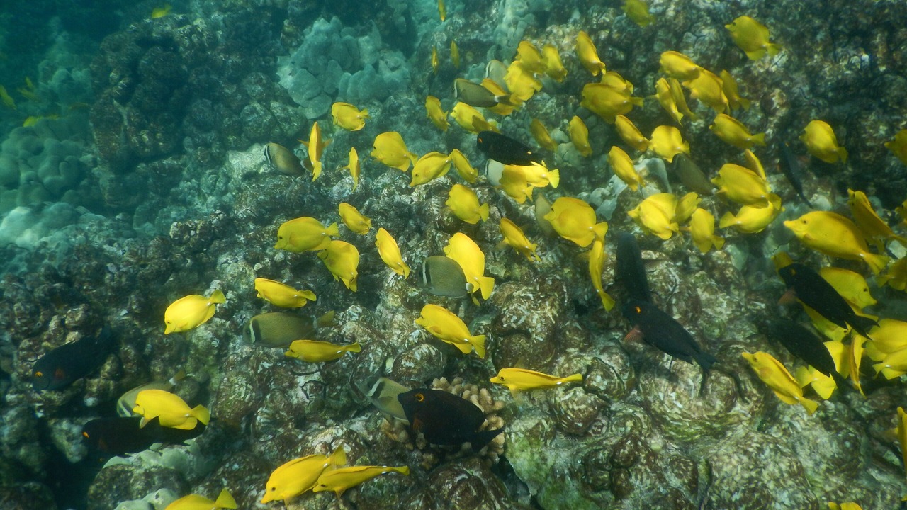 Photo of Others in Honaunau-Napoopoo