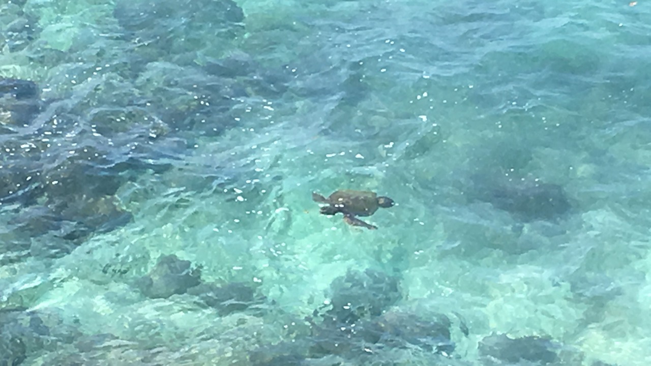 Photo of Others in Kailua-Kona