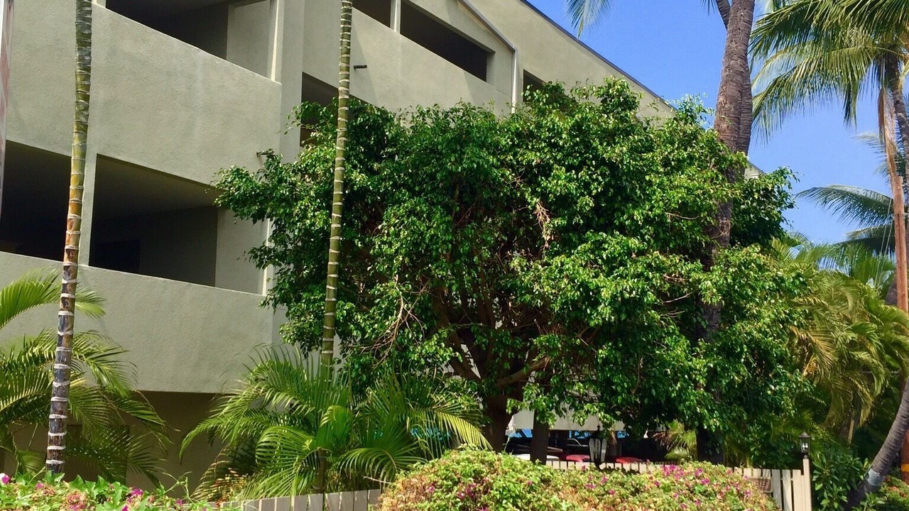 Photo of Others in Kailua-Kona