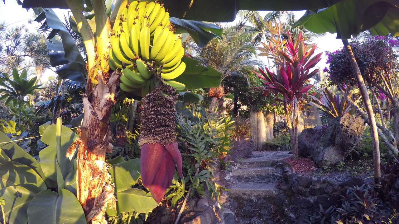 Photo of Outdoor in Kona Paradise
