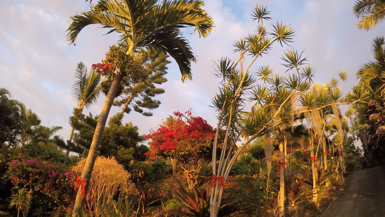 Photo of Outdoor in Kona Paradise