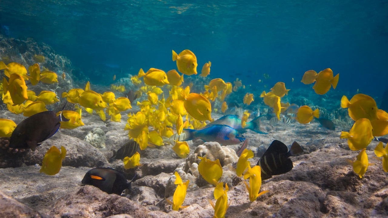 Photo of Others in Kahaluu Bay