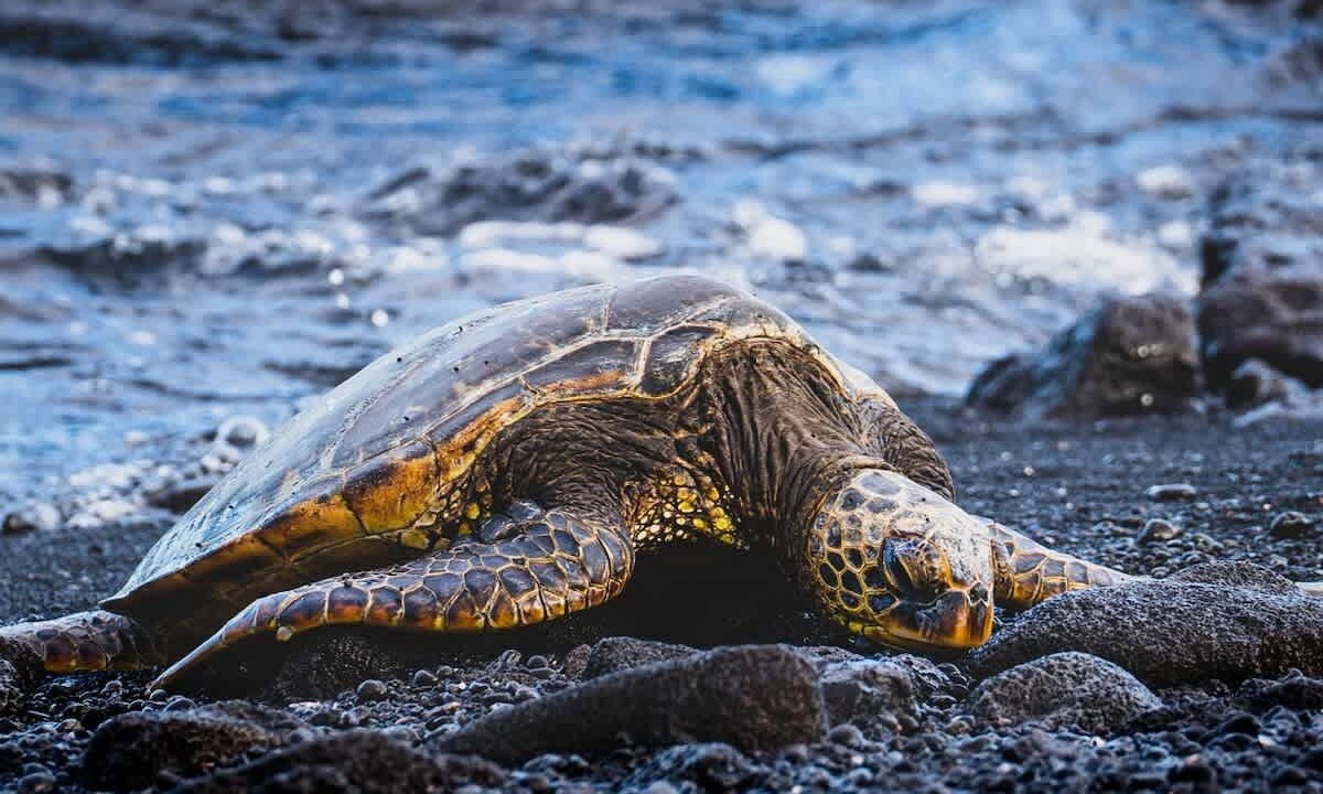 Photo of Others in Keauhou