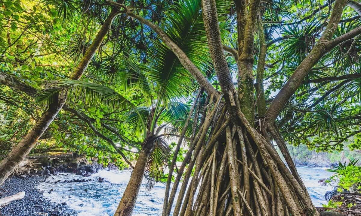 Photo of Others in Keauhou