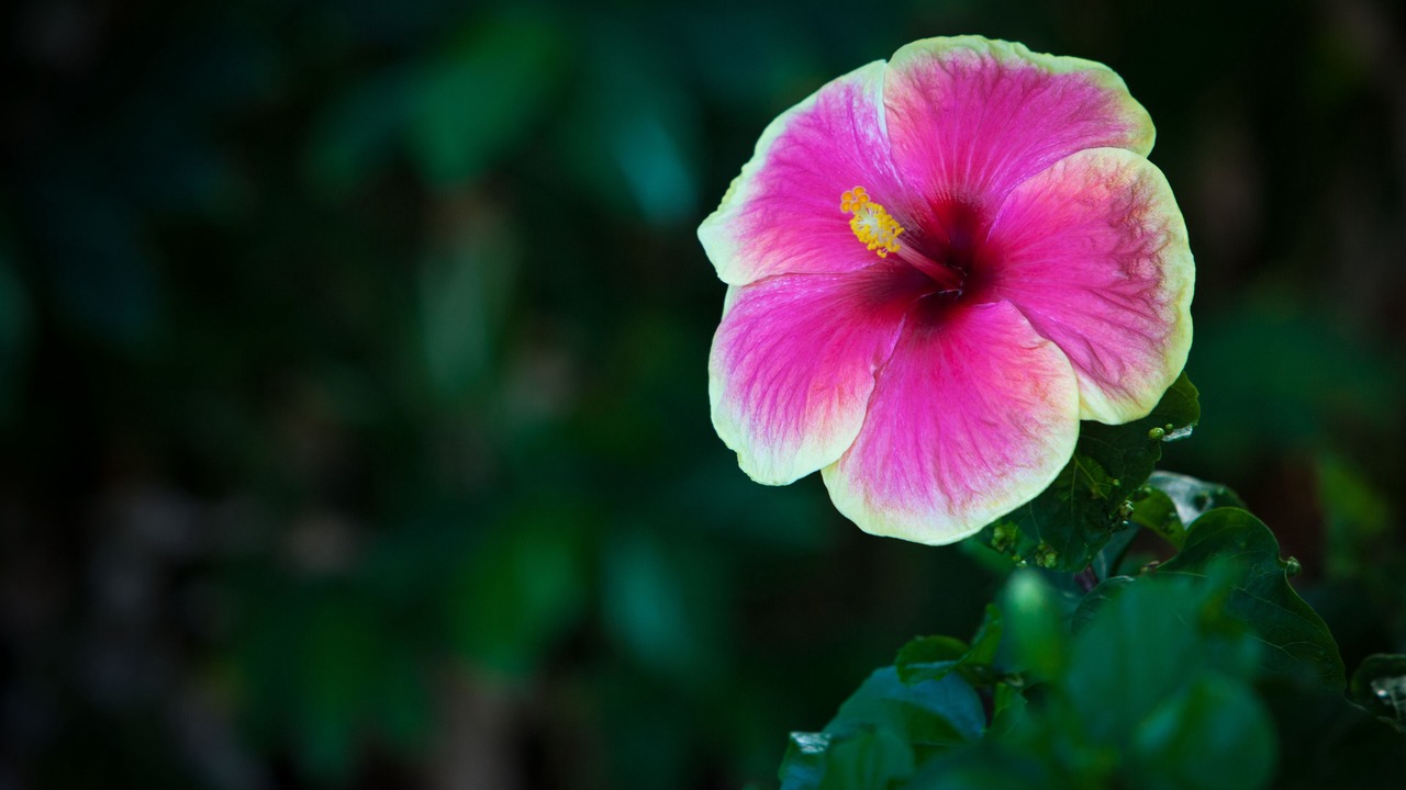 Photo of Outdoor in Keauhou