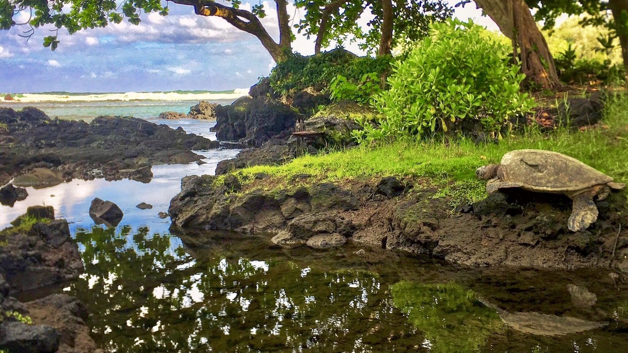Photo of Others in Hilo