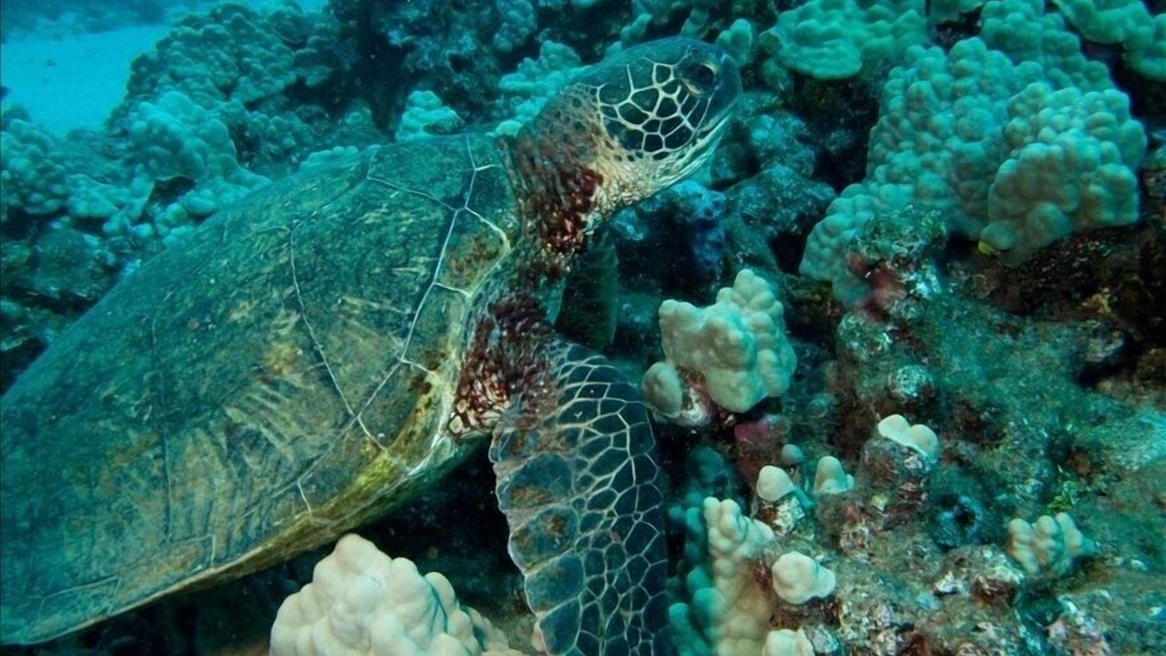 Photo of Others in Kaanapali