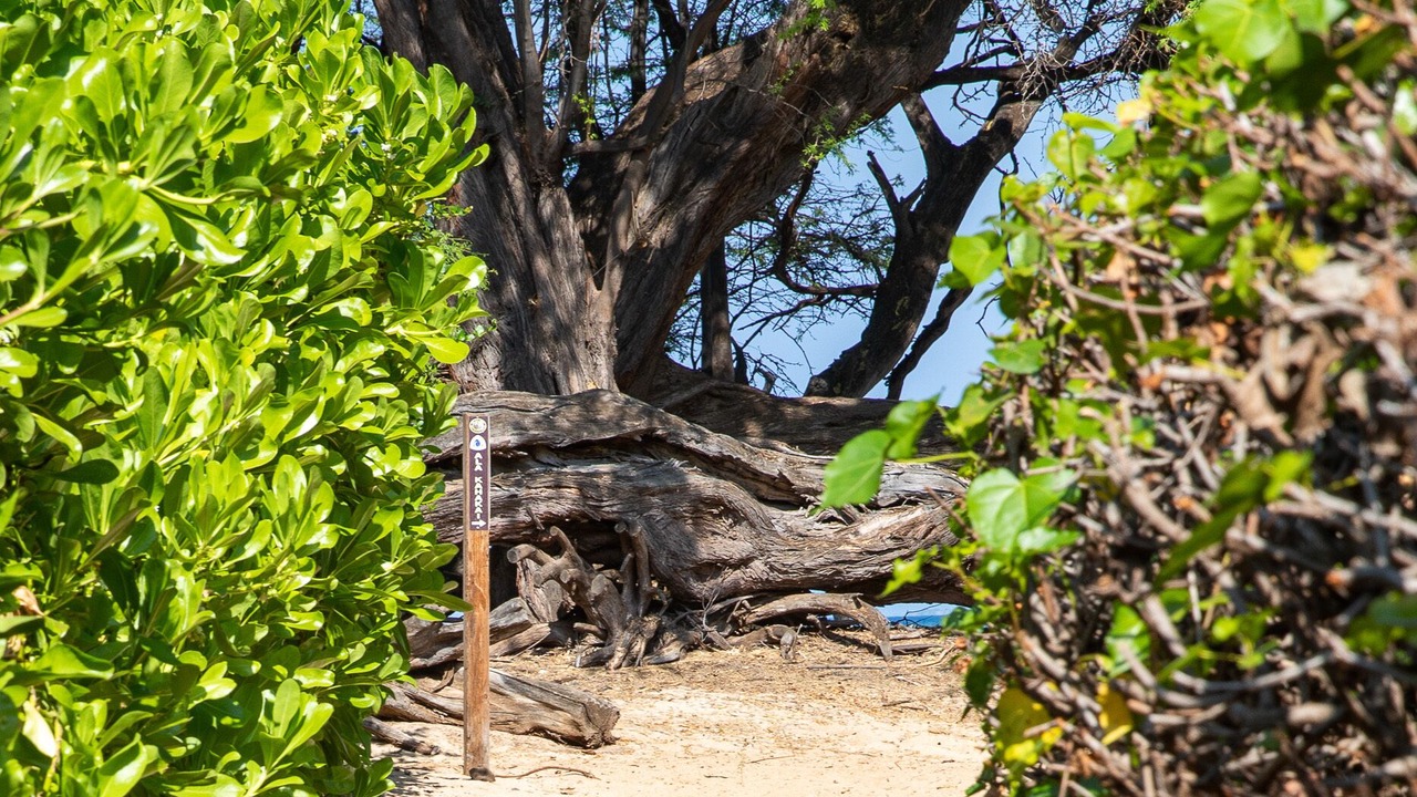 Photo of Outdoor in Puako