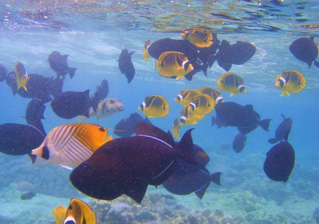 Photo of Others in Kahaluu Bay