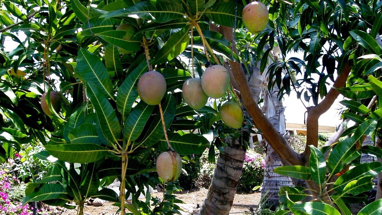 Photo of Others in Kamuela