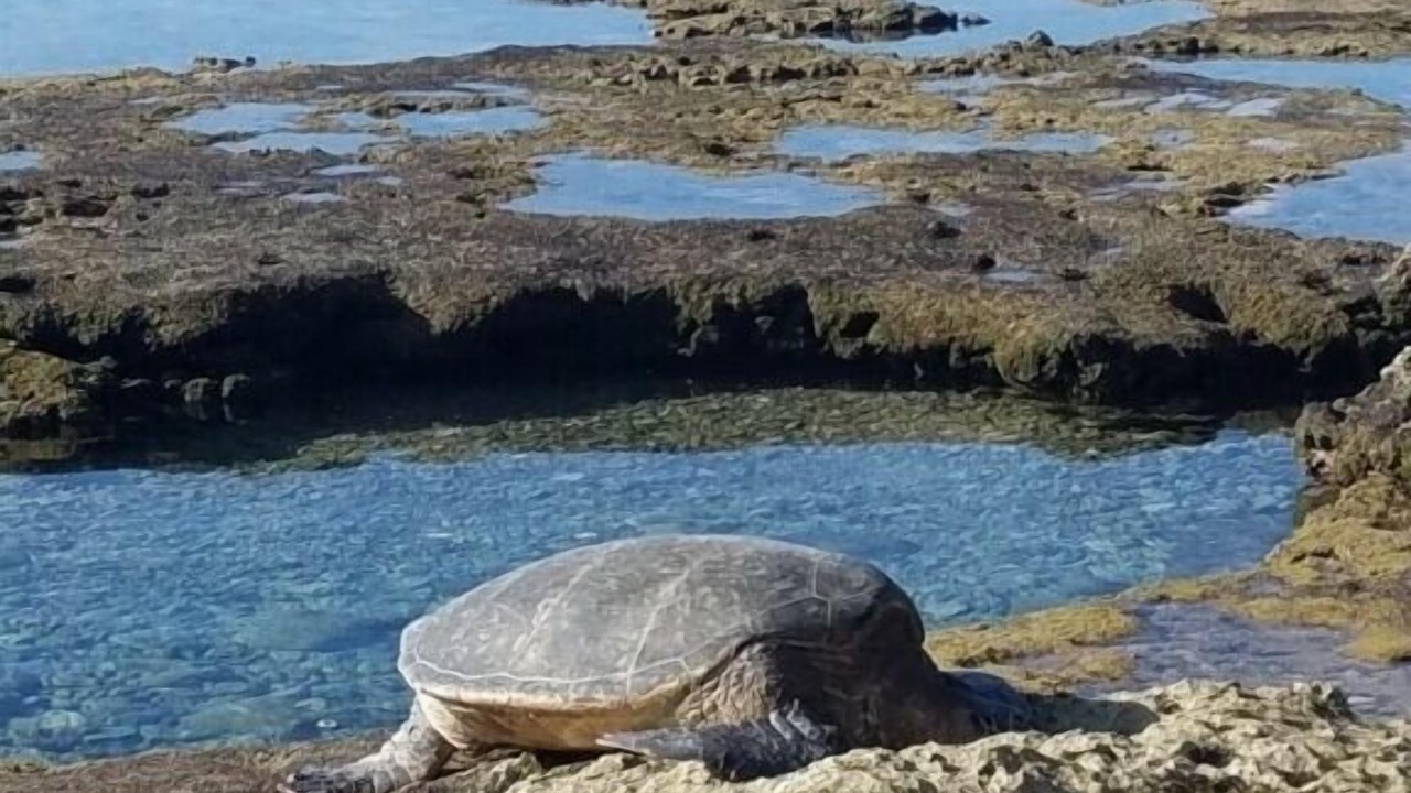 Photo of Others in Makaha