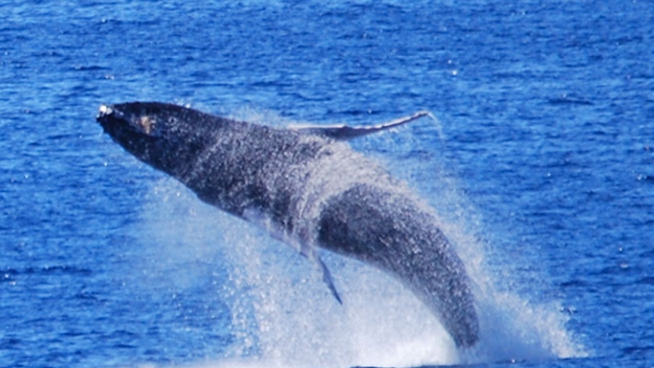 Photo of Others in Makaha