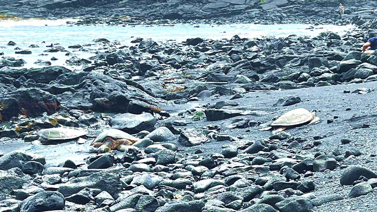 Photo of Others in Discovery Harbour