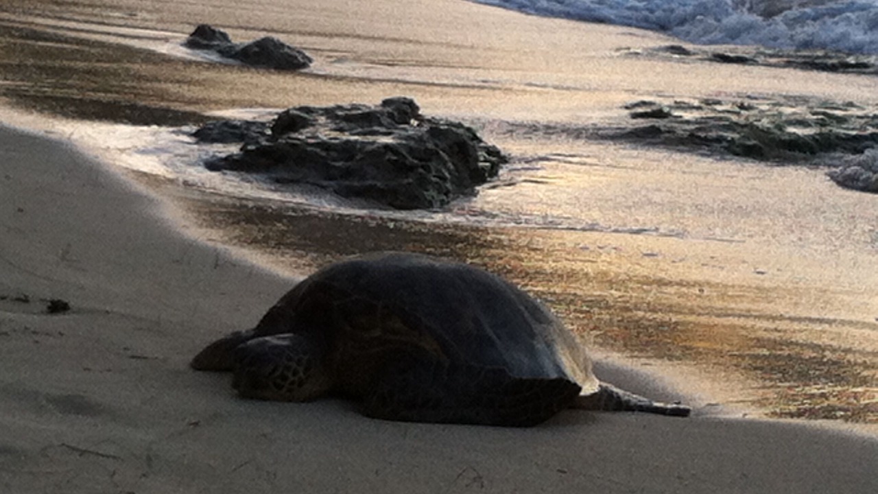 Photo of Others in Kahuku