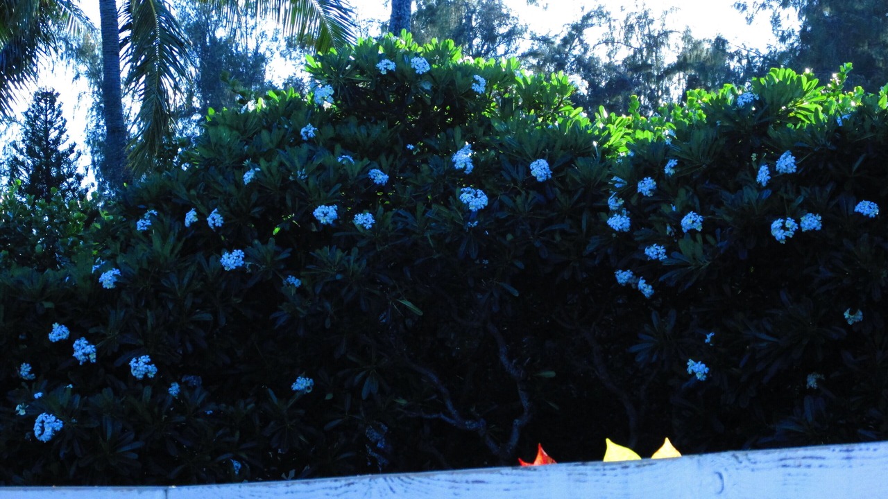 Photo of Outdoor in Kahuku
