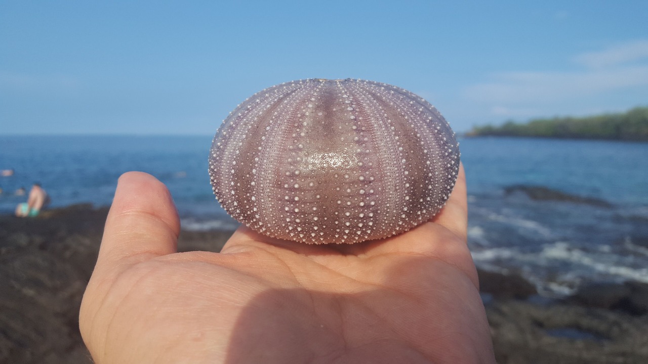 Photo of Others in Honaunau-Napoopoo