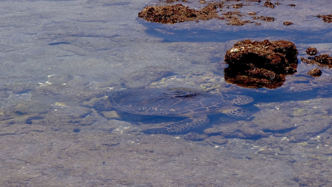 Photo of Others in Waikoloa