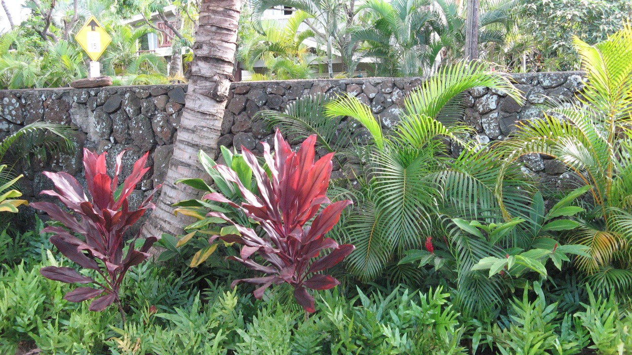 Photo of Others in Kailua